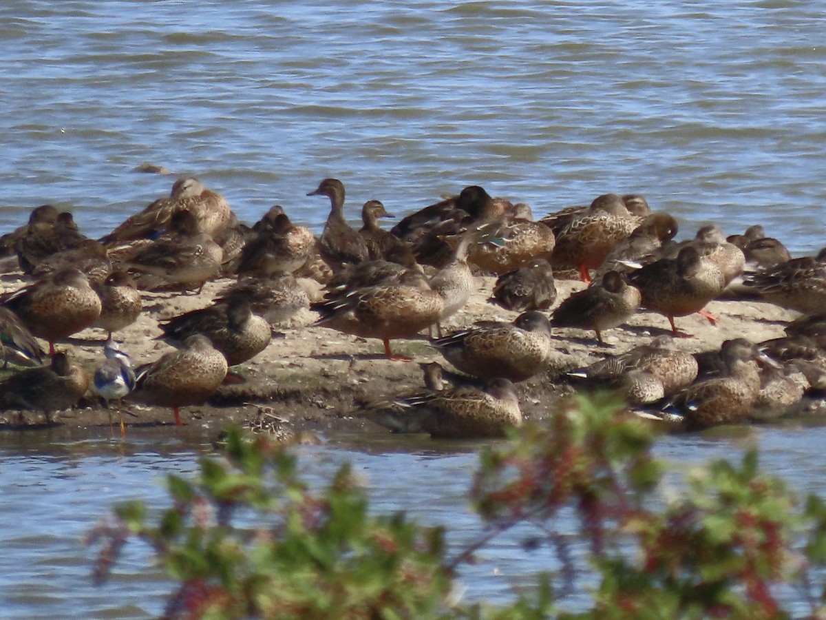 Northern Shoveler - ML623964059