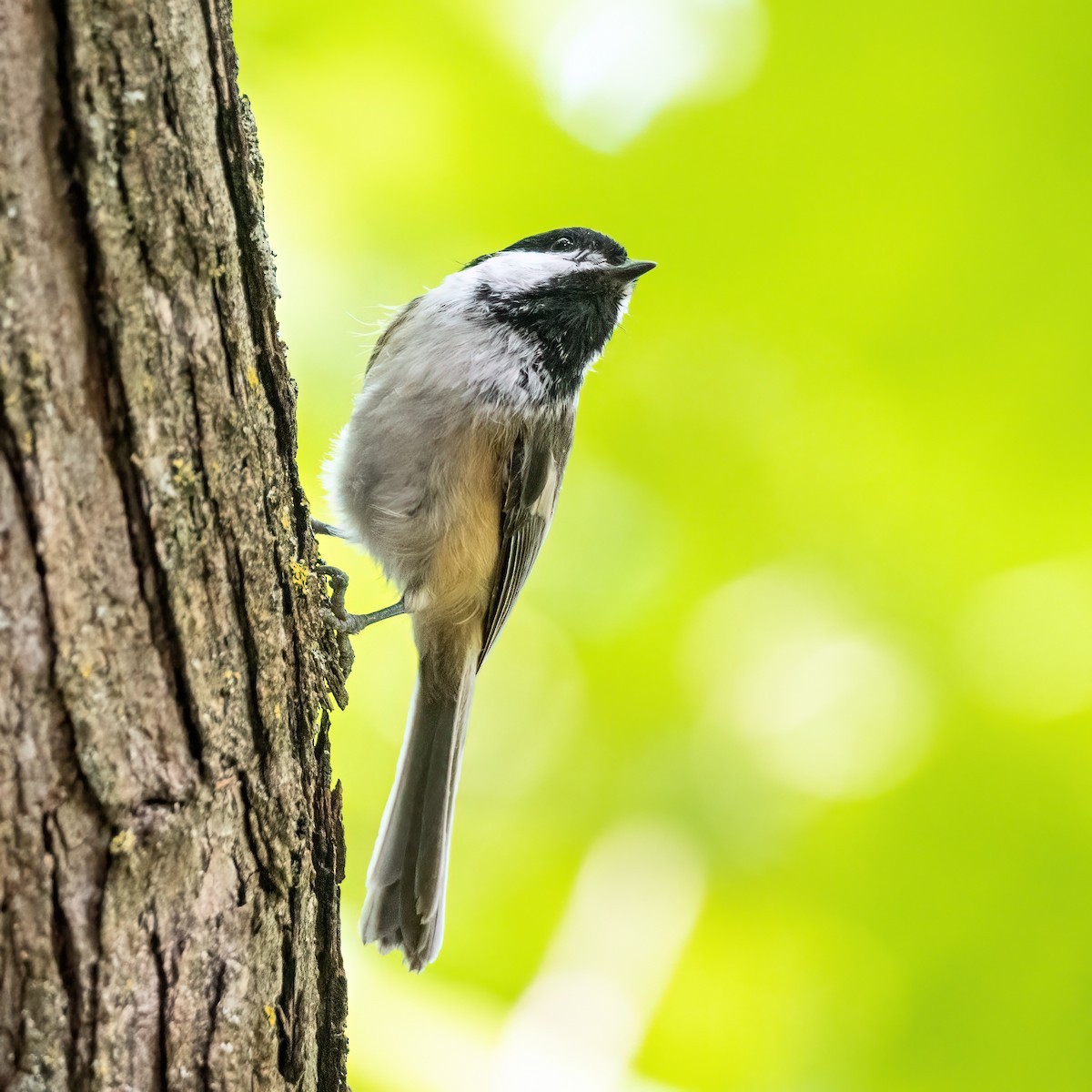 Black-capped Chickadee - ML623964070