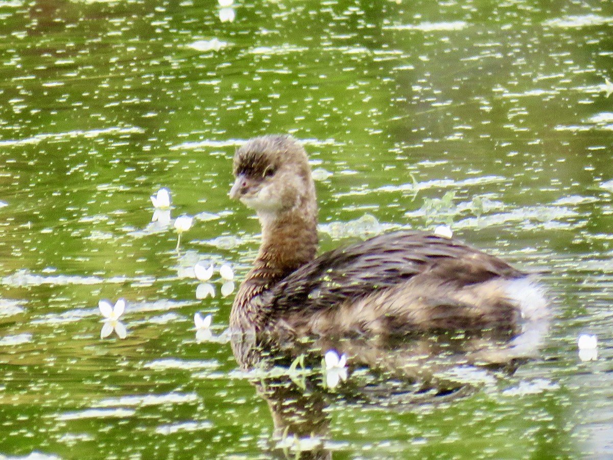 Pied-billed Grebe - ML623964090