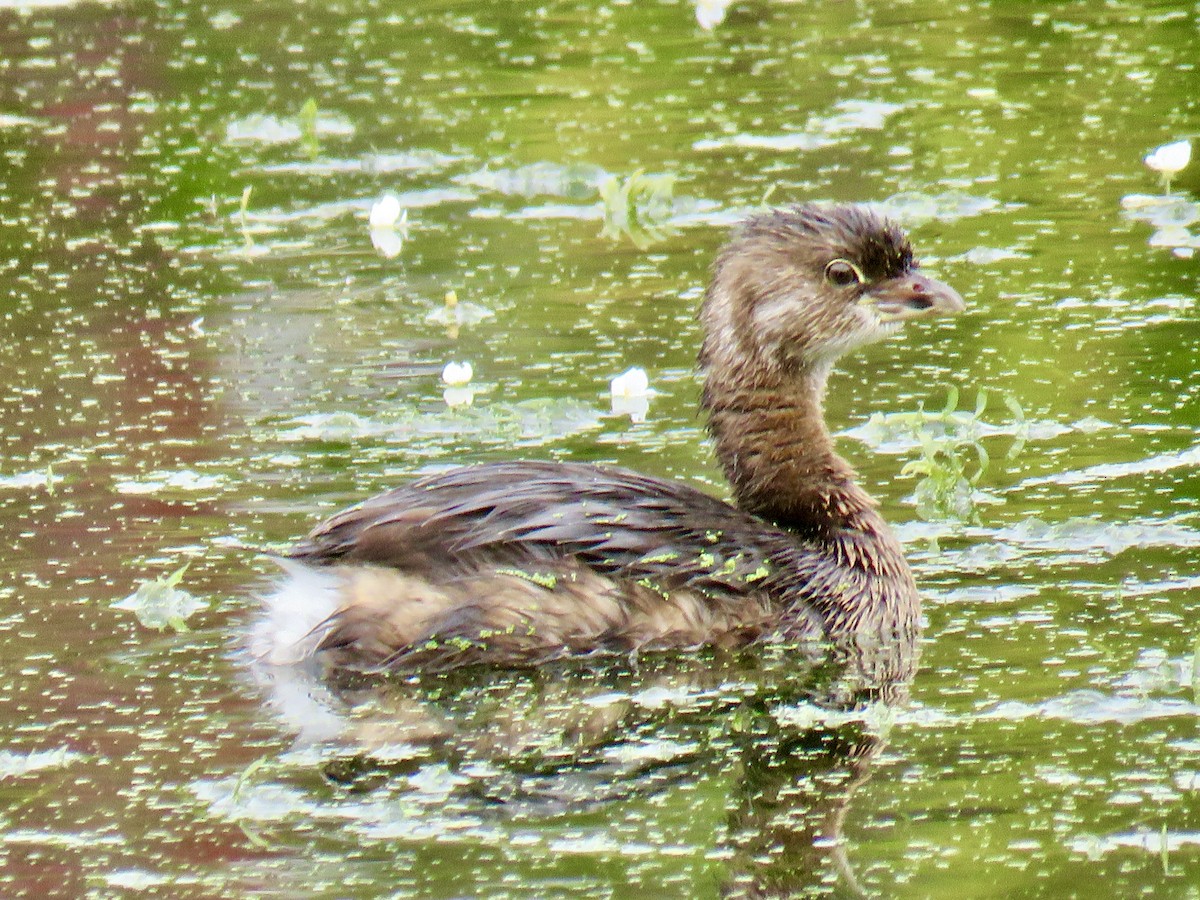 Pied-billed Grebe - ML623964091