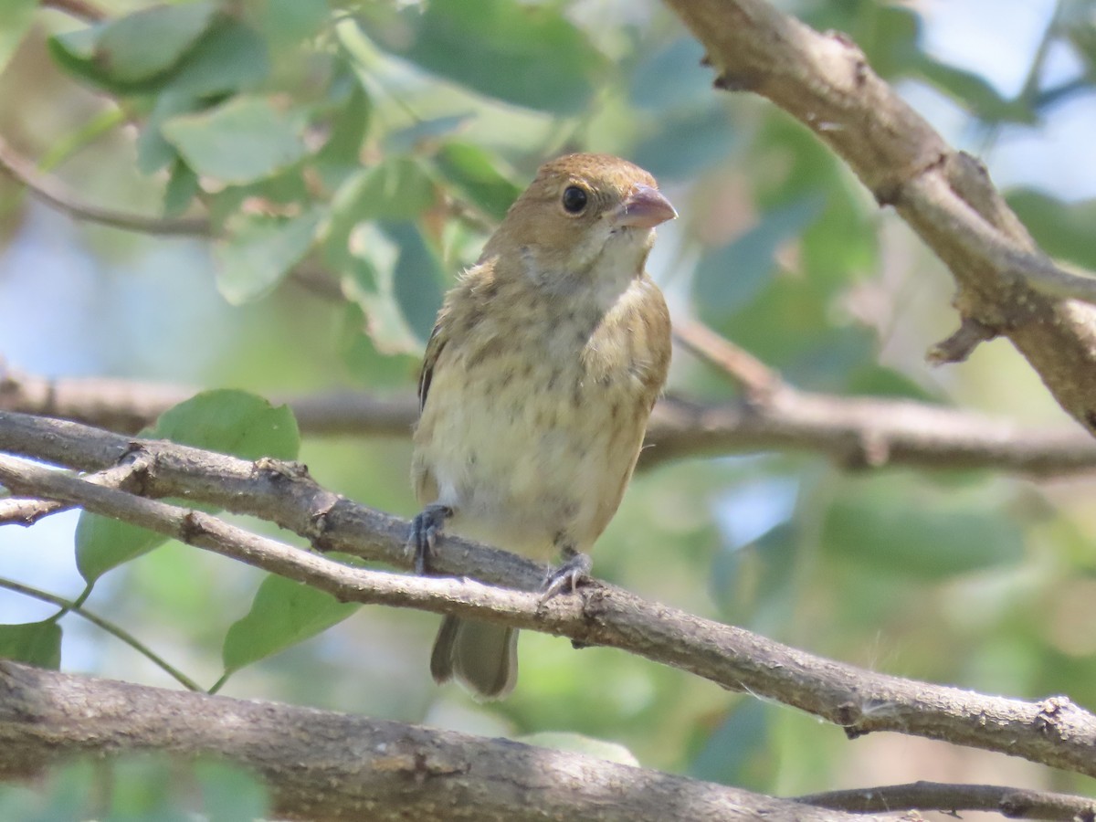 Indigo Bunting - ML623964121