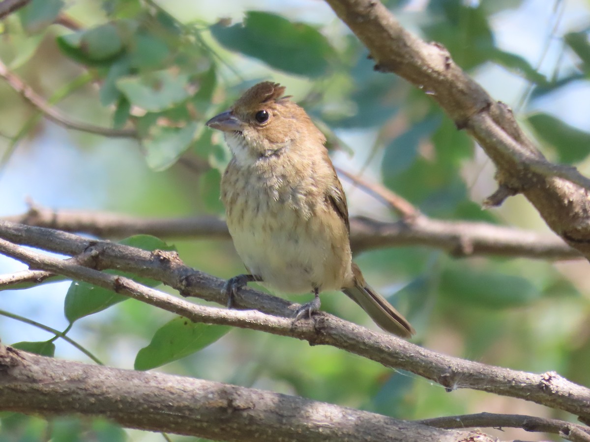 Indigo Bunting - ML623964122