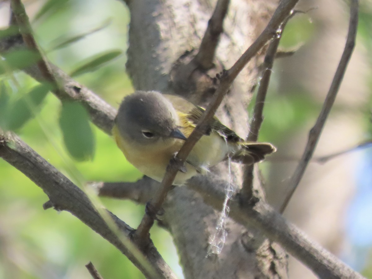 American Redstart - ML623964130