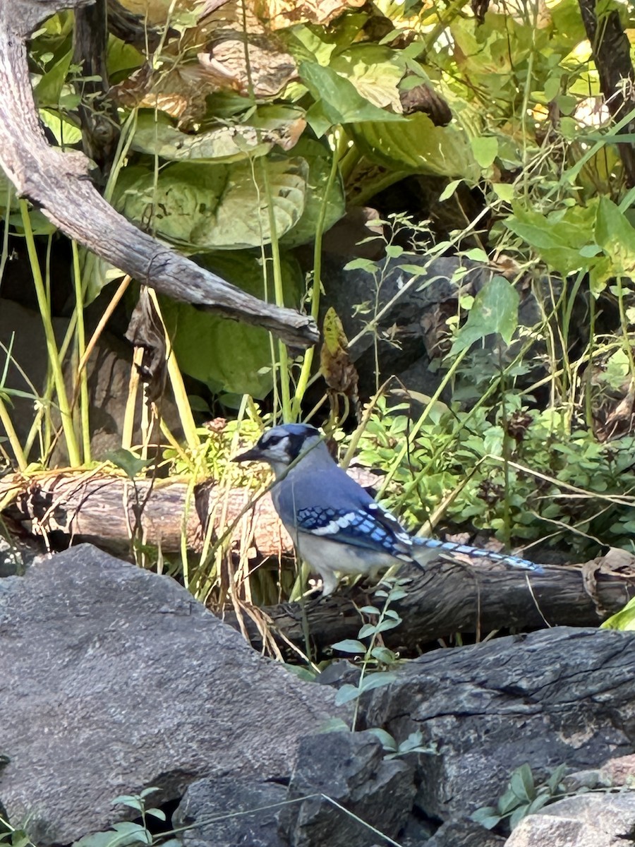 Blue Jay - ML623964132