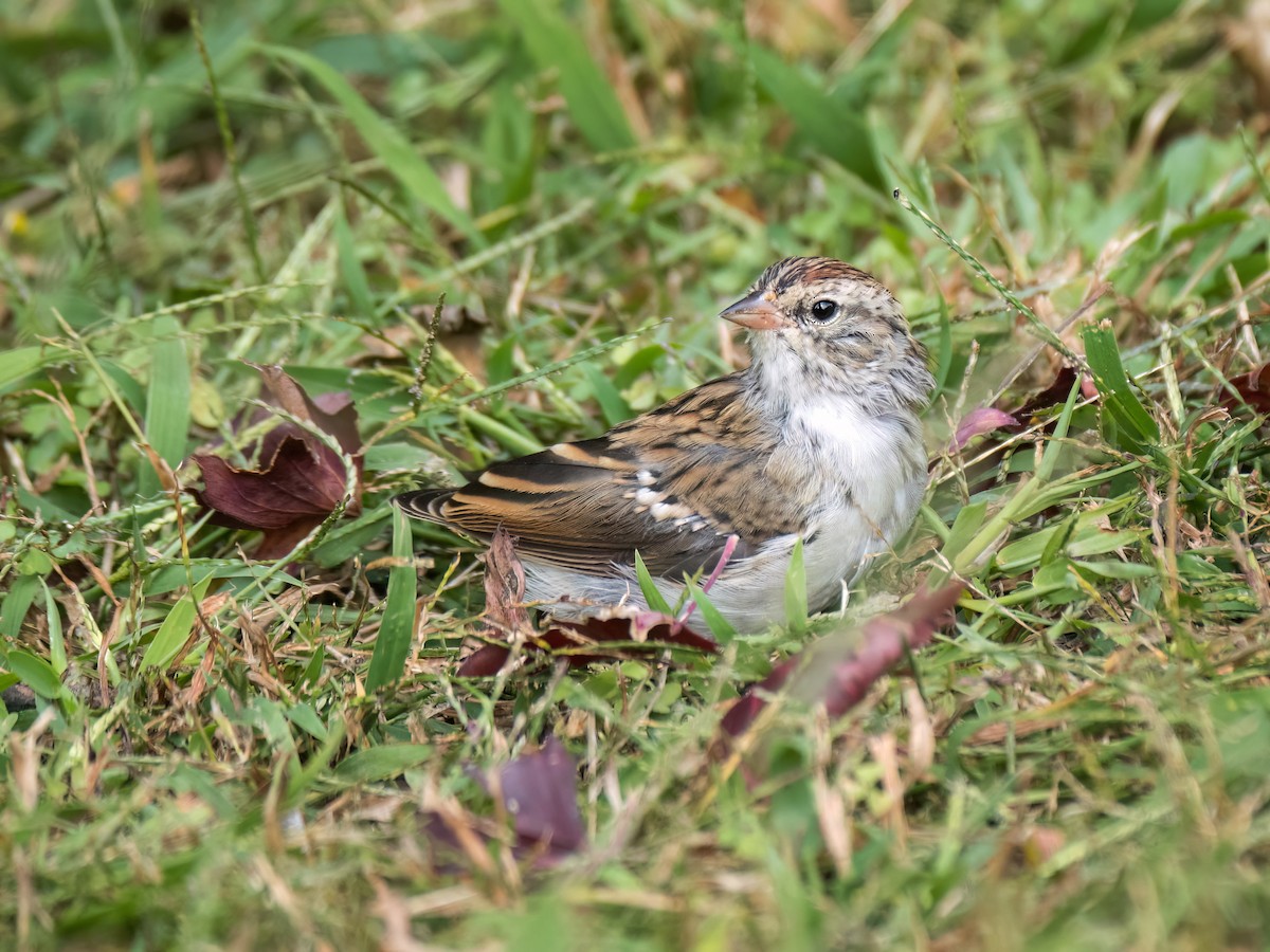 Chipping Sparrow - ML623964134