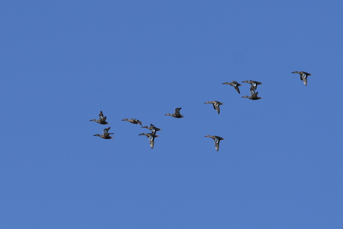 Northern Shoveler - ML623964139