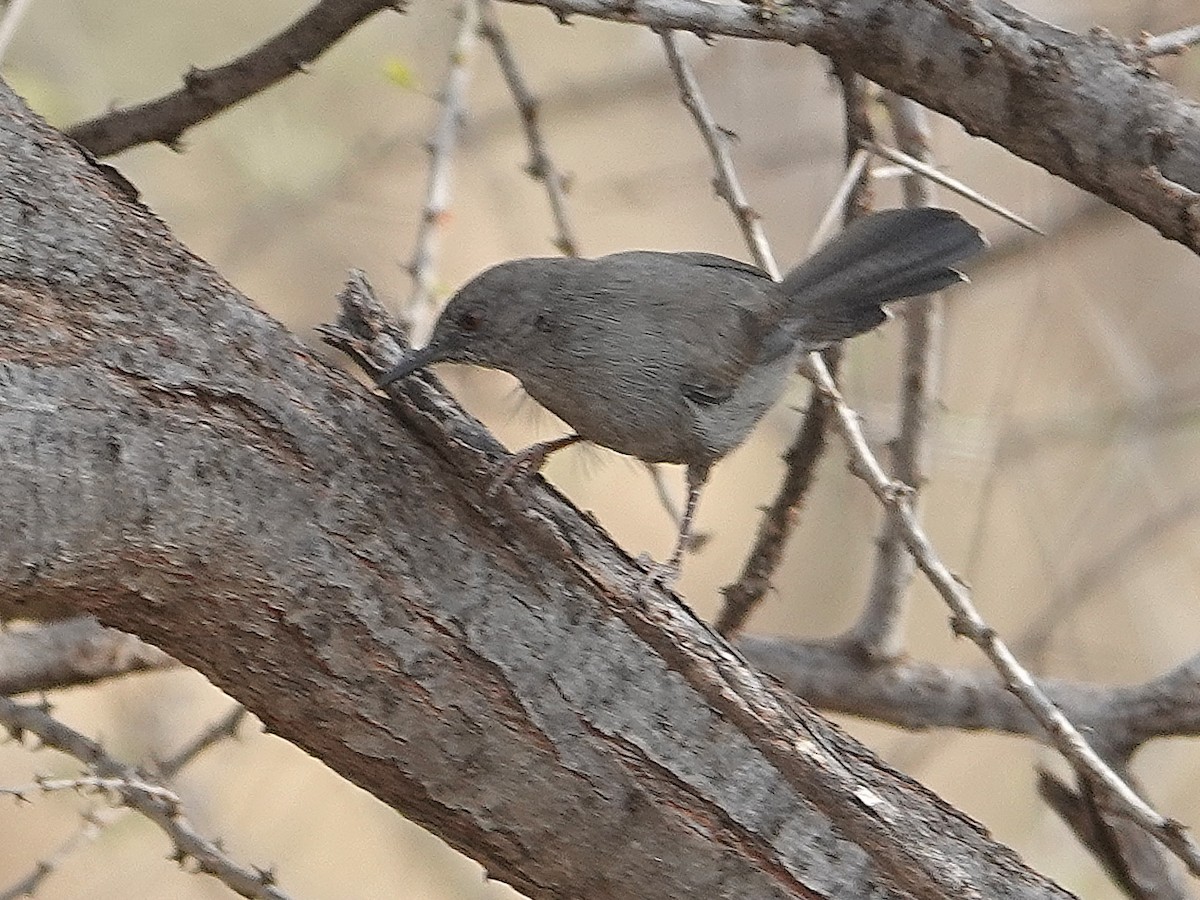 Gray Wren-Warbler - ML623964141