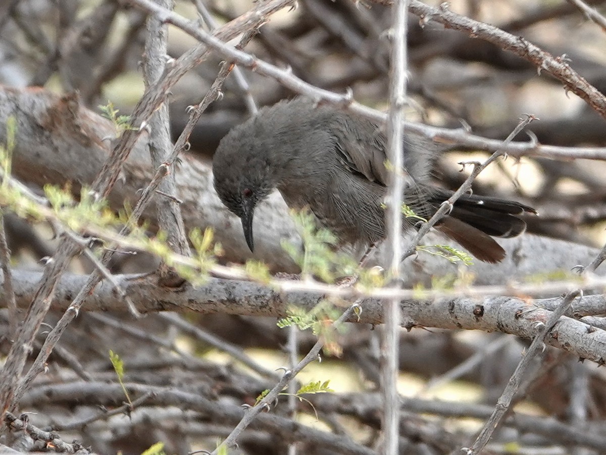 Gray Wren-Warbler - ML623964142