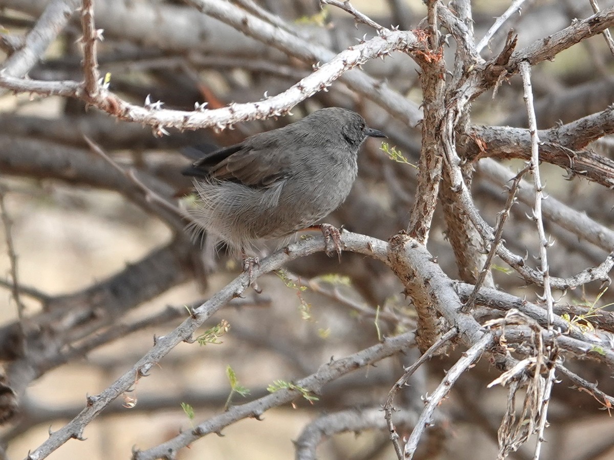 Gray Wren-Warbler - ML623964144