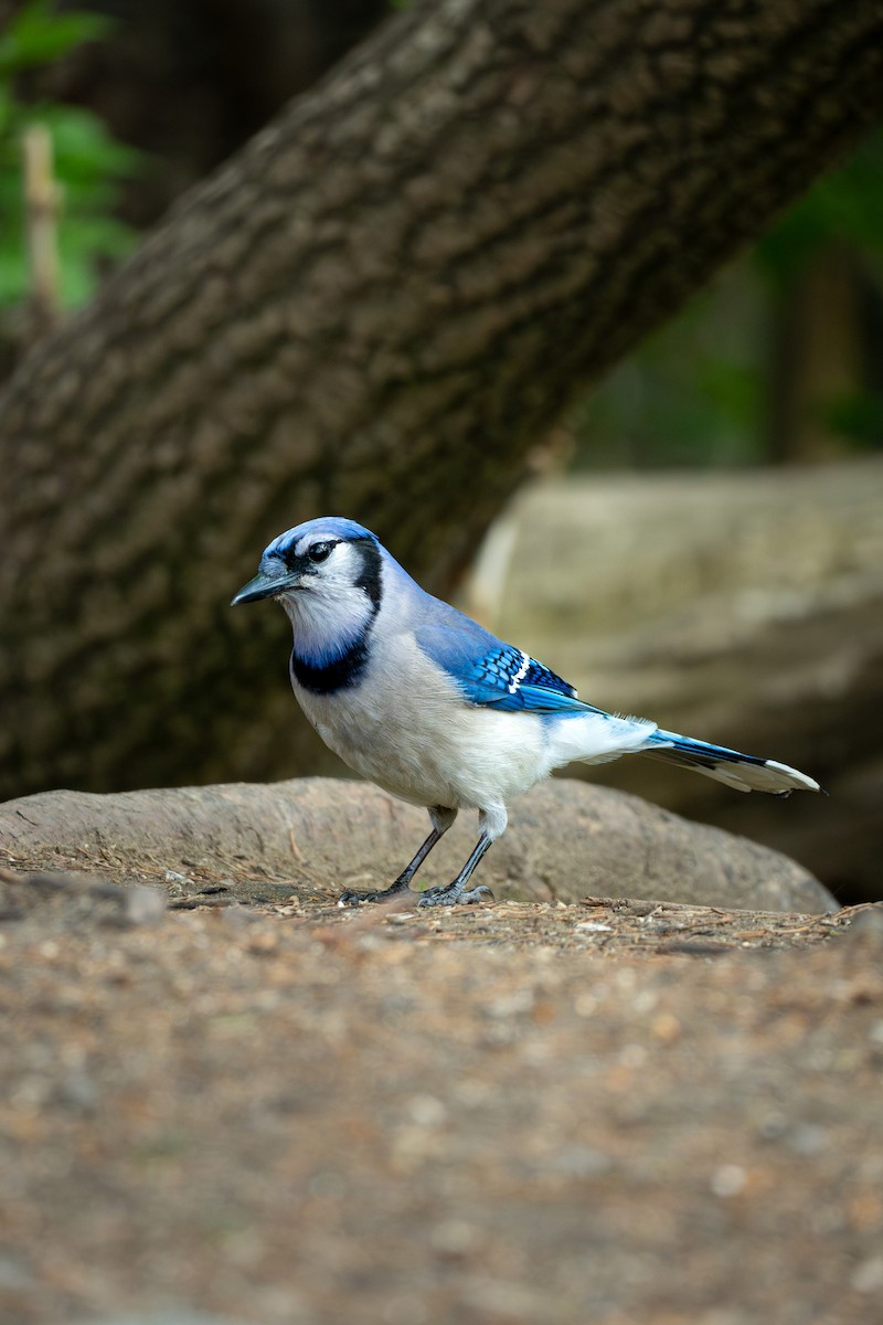 Blue Jay - ML623964147