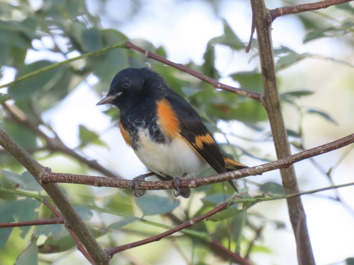 American Redstart - ML623964153