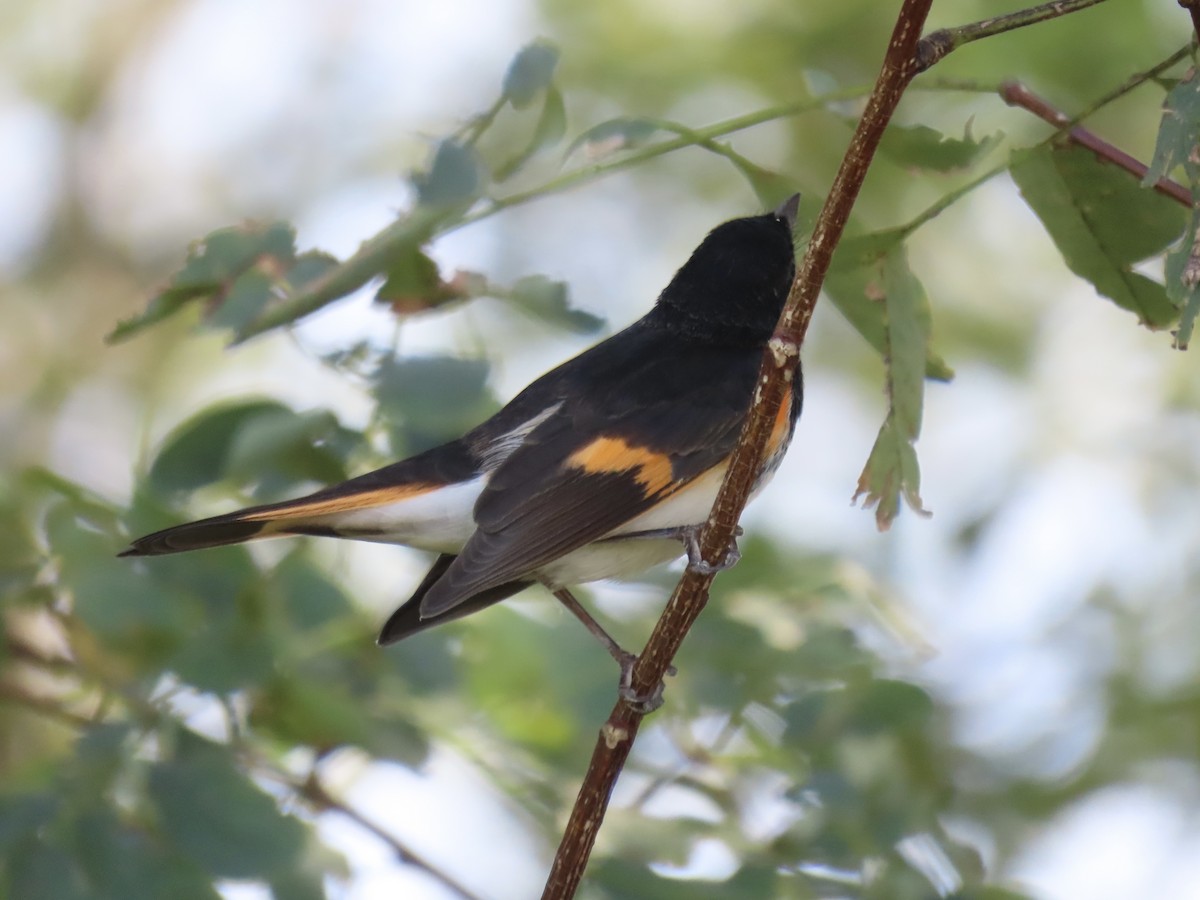 American Redstart - Port of Baltimore