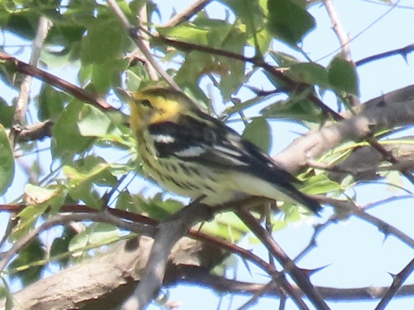 Blackburnian Warbler - ML623964156