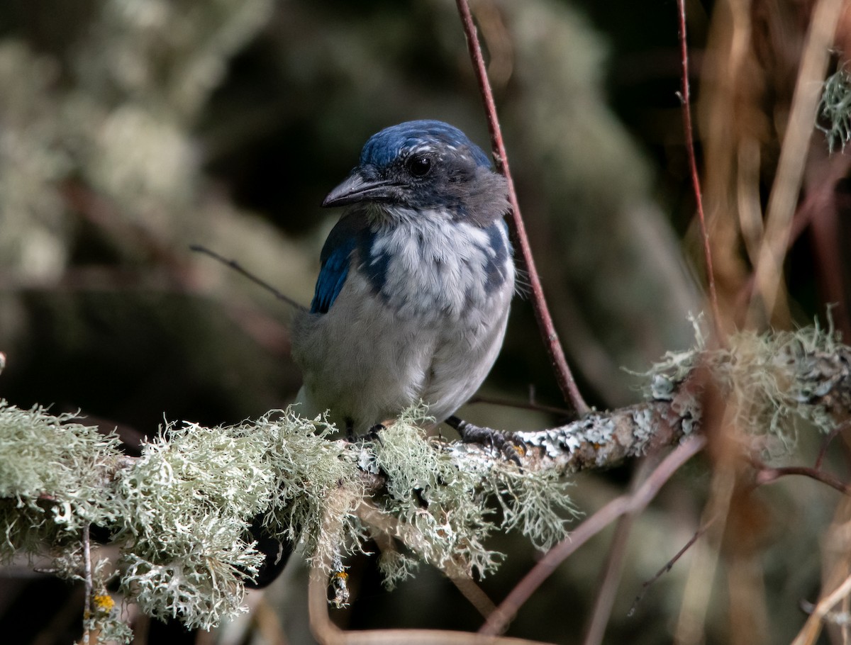 California Scrub-Jay - ML623964170