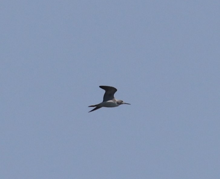 Greater Yellowlegs - ML623964171