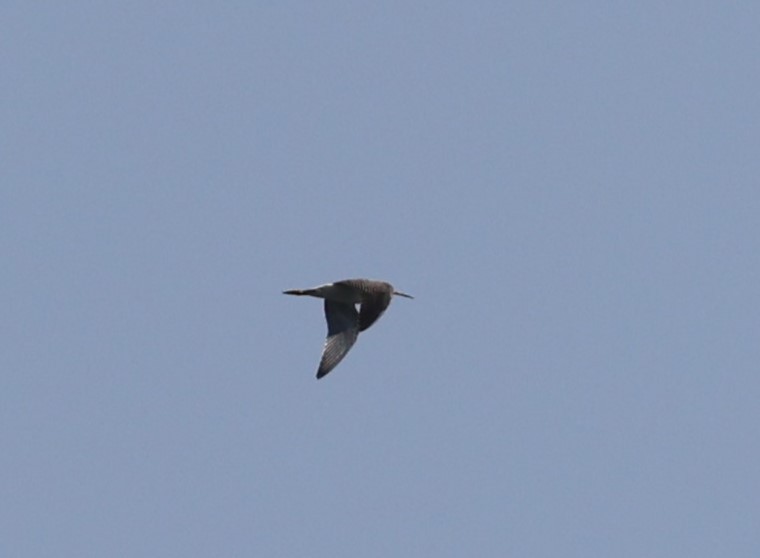 Greater Yellowlegs - ML623964173