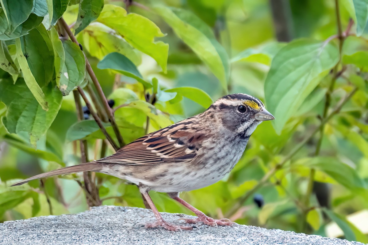 White-throated Sparrow - Danielle  A