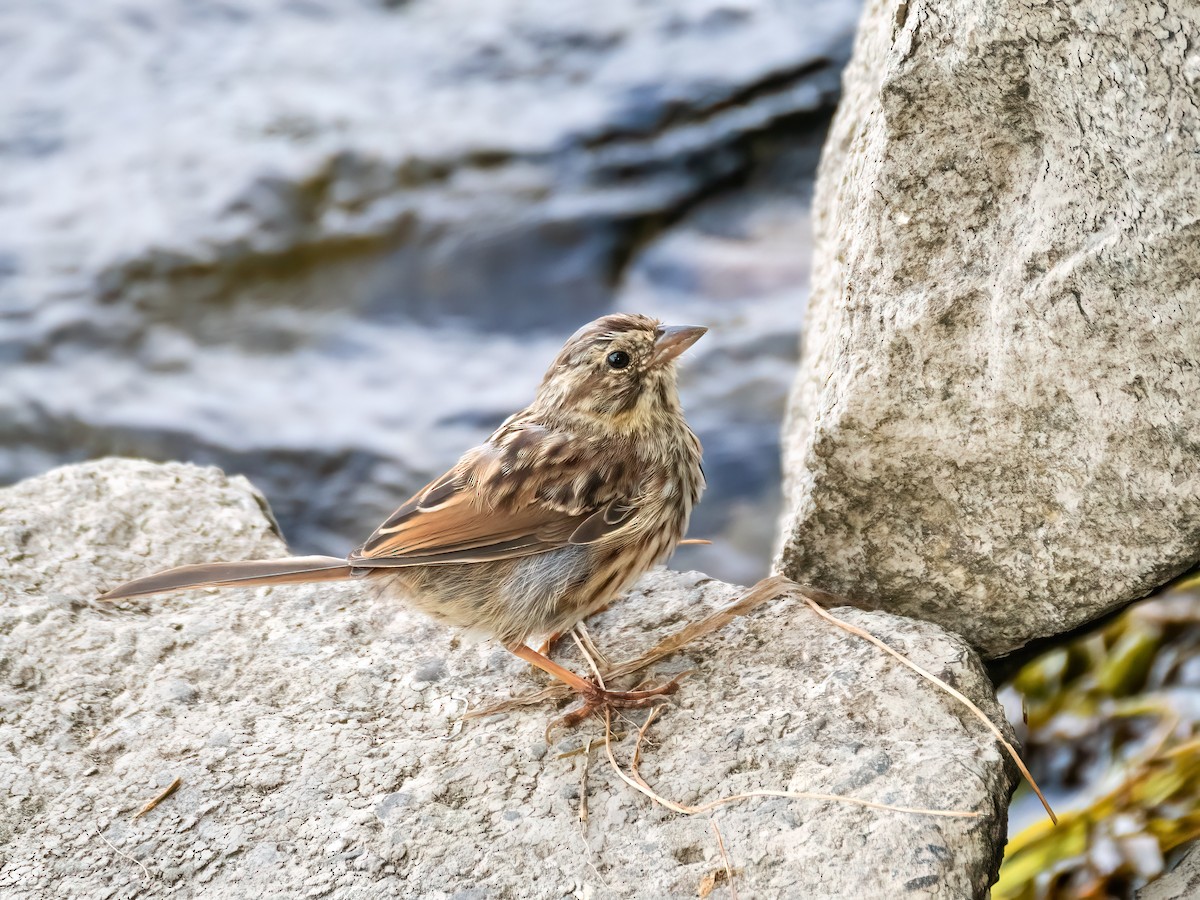 Song Sparrow - ML623964196