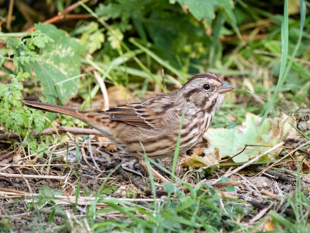 Song Sparrow - ML623964197