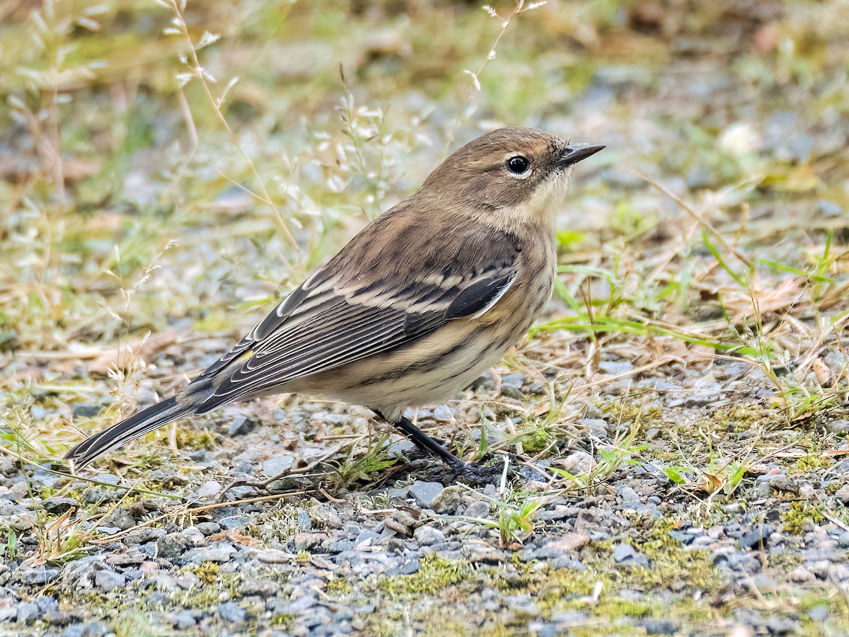 Yellow-rumped Warbler - ML623964217