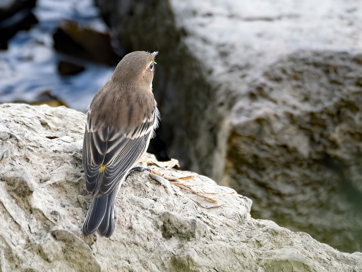 Yellow-rumped Warbler - ML623964218