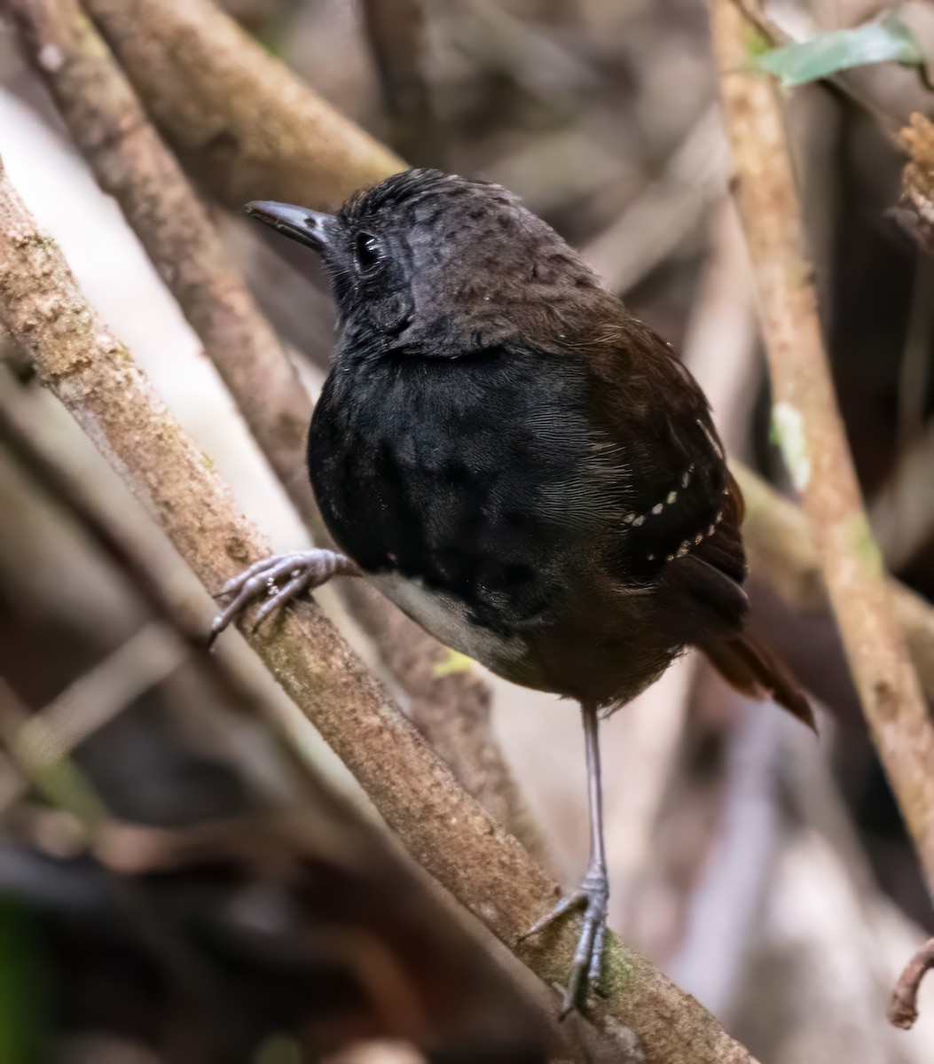 Zimmer's Antbird - ML623964219