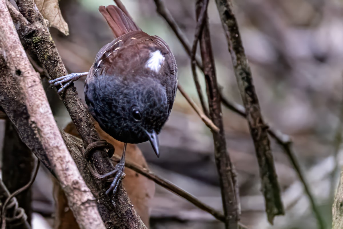 Zimmer's Antbird - ML623964220