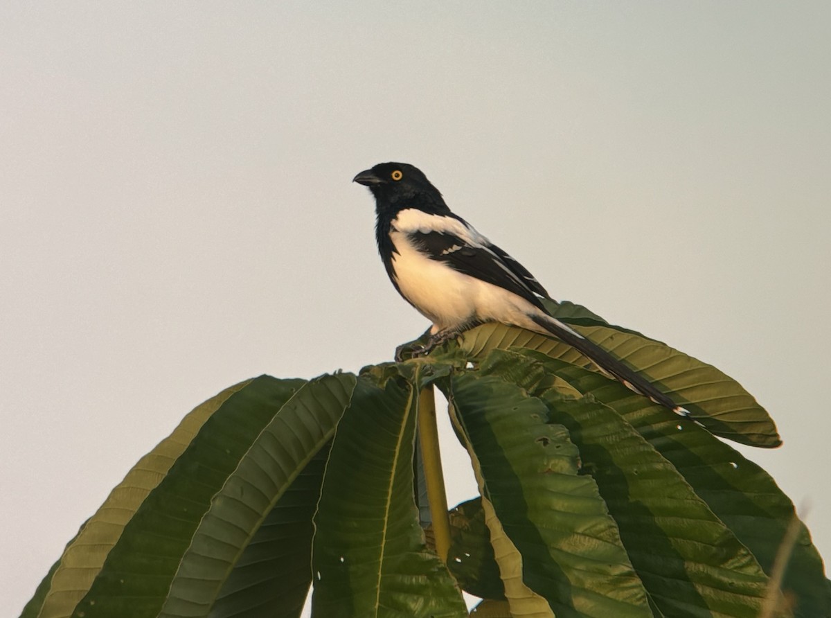 Magpie Tanager - Roberto Cedeño