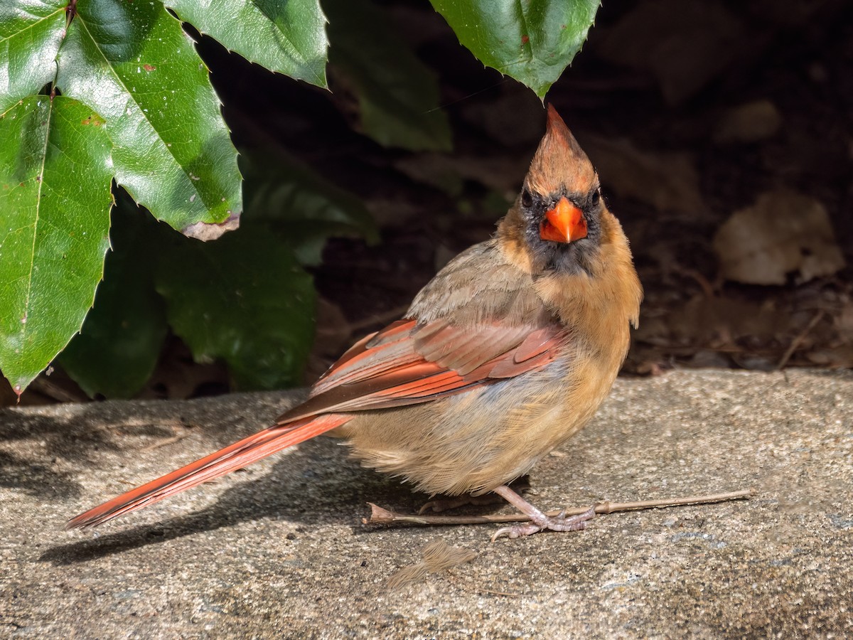 Northern Cardinal - ML623964233