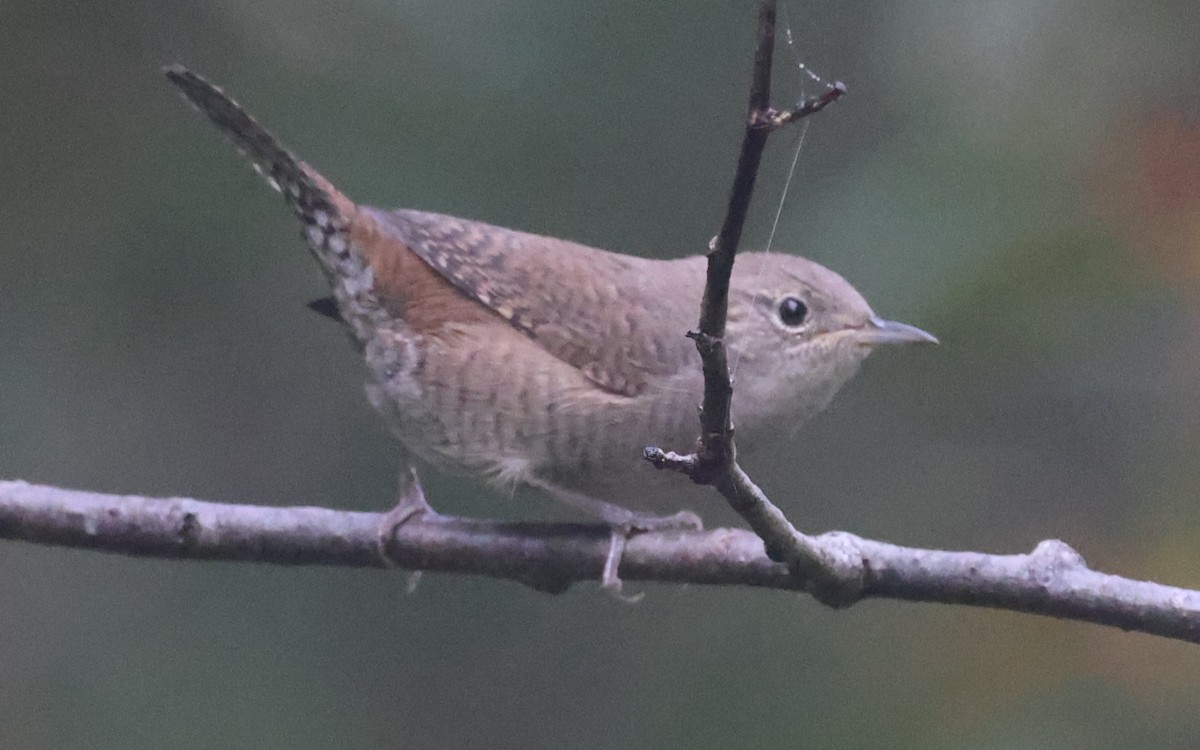 Chochín Criollo (grupo aedon) - ML623964286