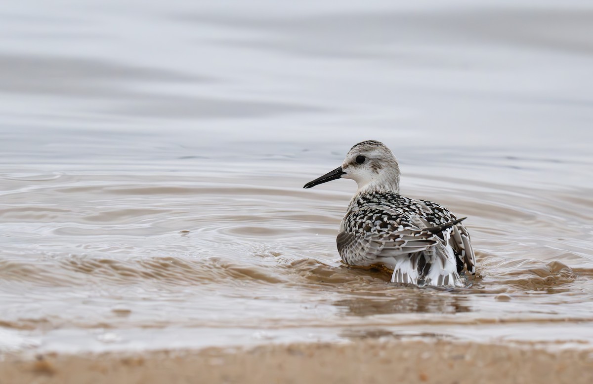 Sanderling - ML623964289