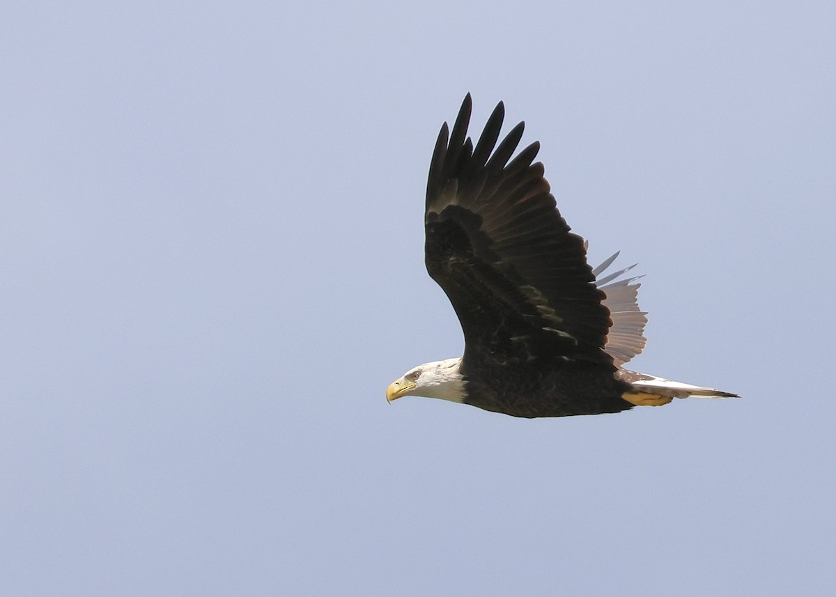Bald Eagle - ML623964301
