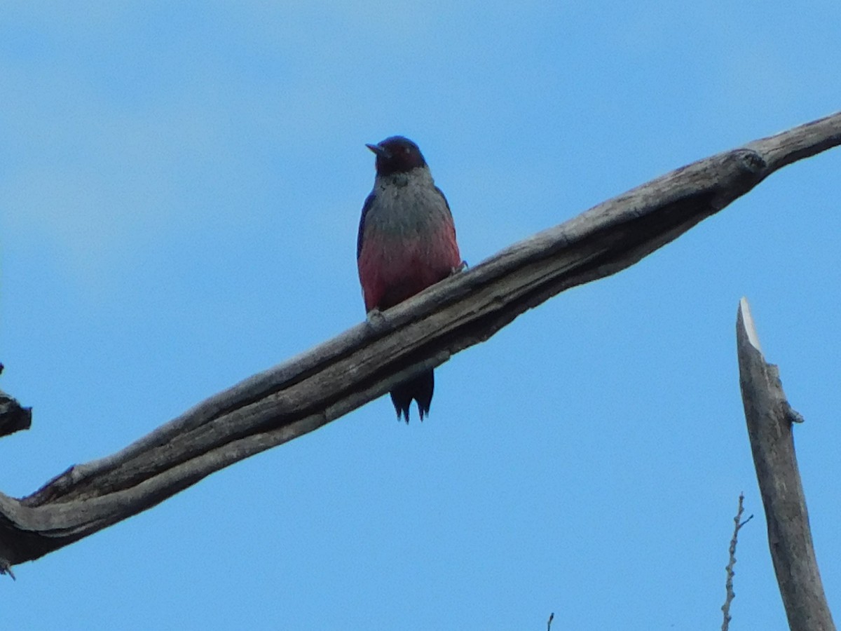 Lewis's Woodpecker - ML623964328