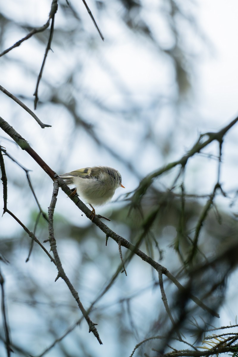 Golden-crowned Kinglet - Anonymous