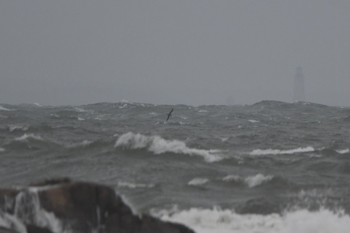 Cory's Shearwater (borealis) - ML623964346