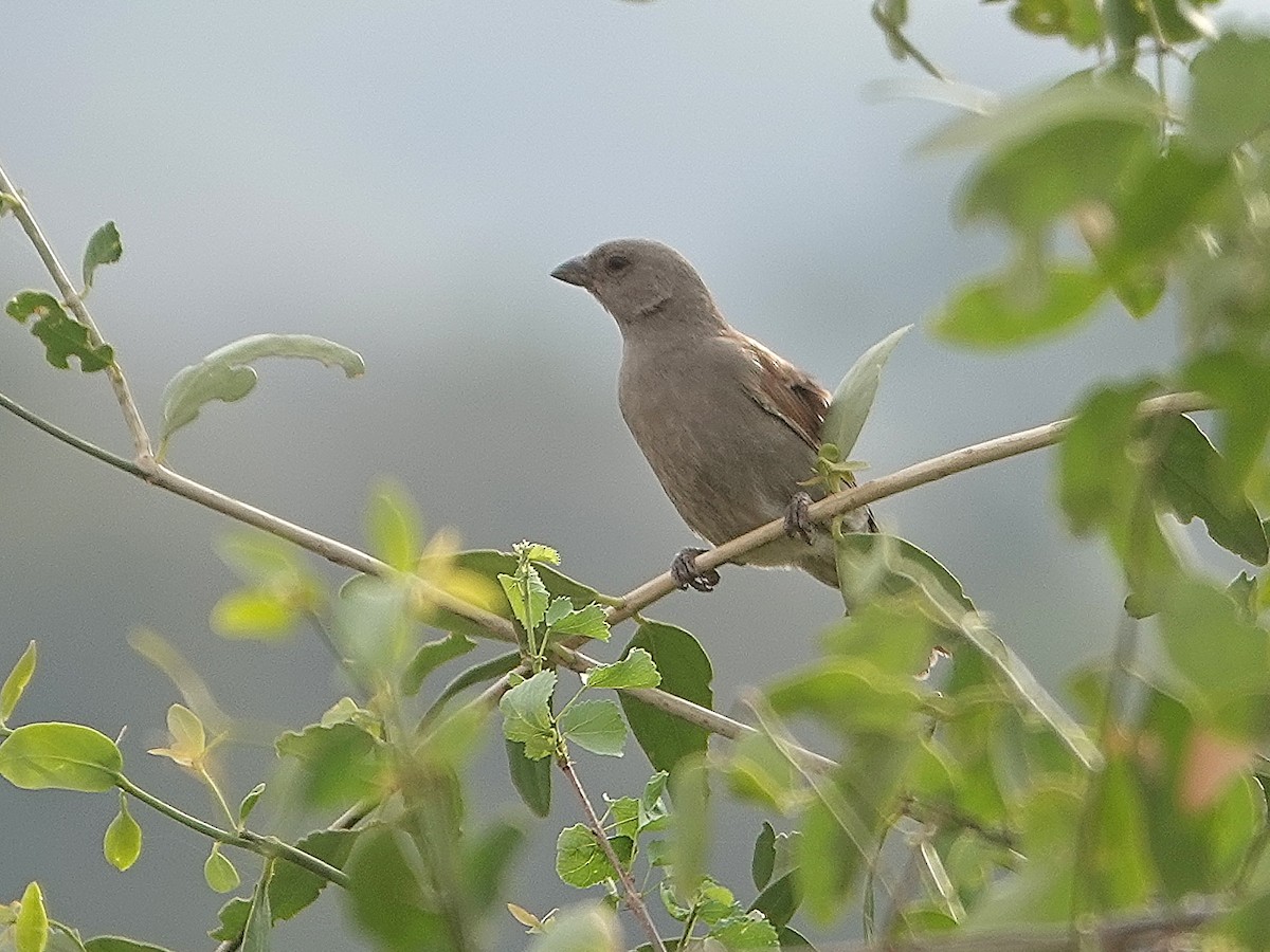 Parrot-billed Sparrow - ML623964351