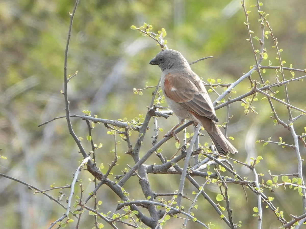 Parrot-billed Sparrow - ML623964352