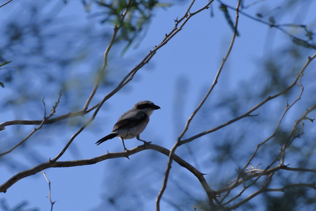 Loggerhead Shrike - Daniel Bailey