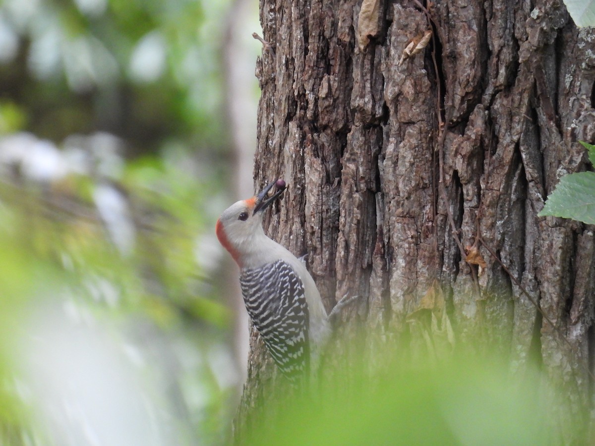 Red-bellied Woodpecker - ML623964395