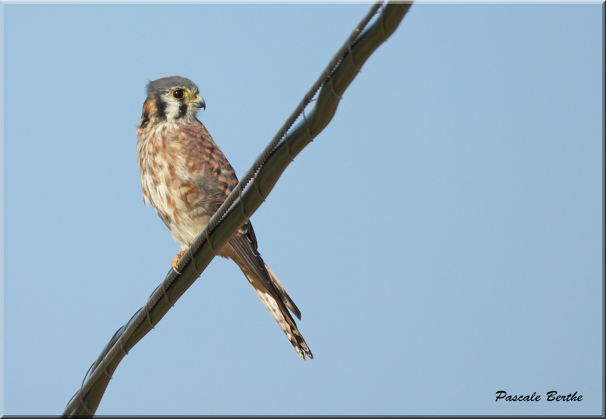 American Kestrel - ML623964419