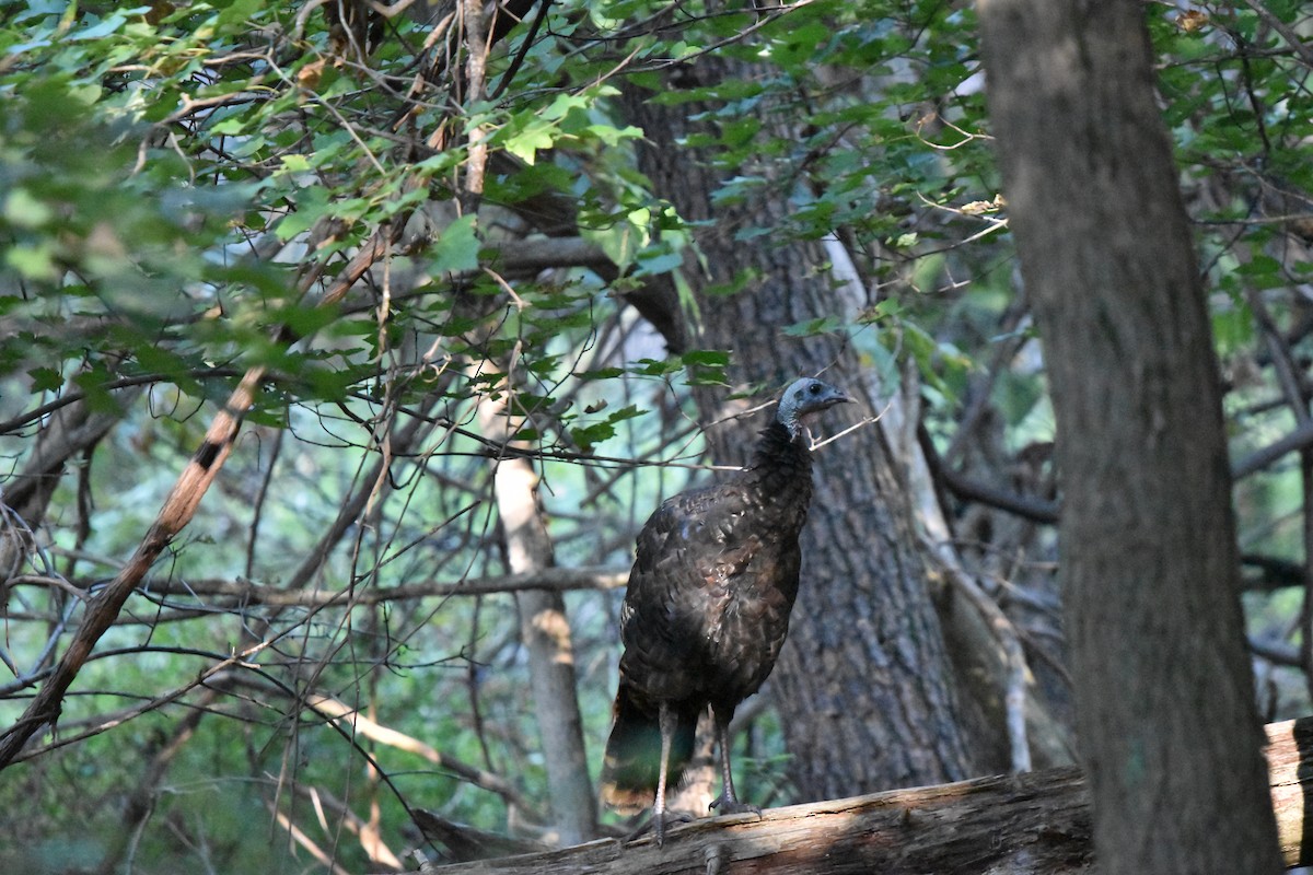 Wild Turkey - ML623964437