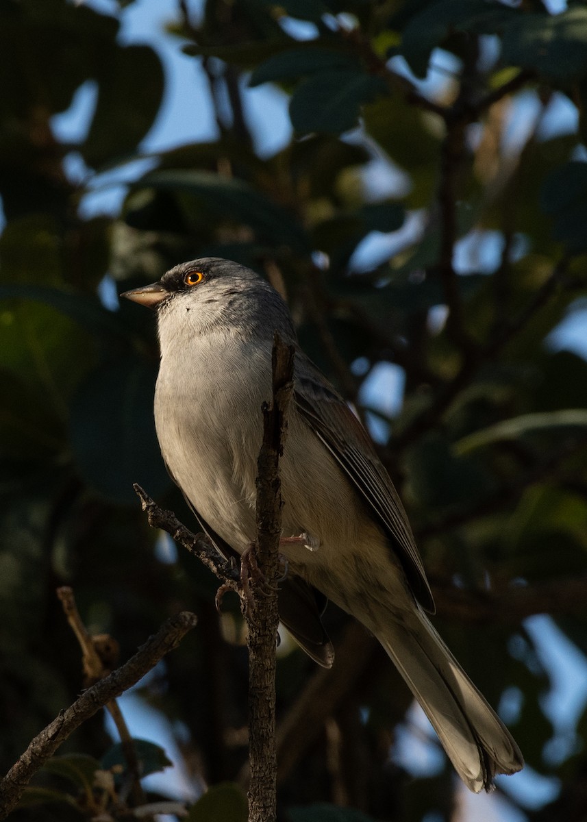 Yellow-eyed Junco - ML623964440