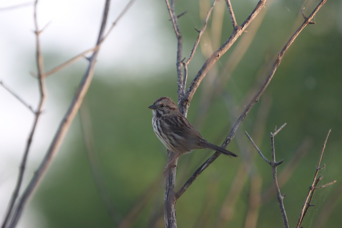 Song Sparrow - ML623964442