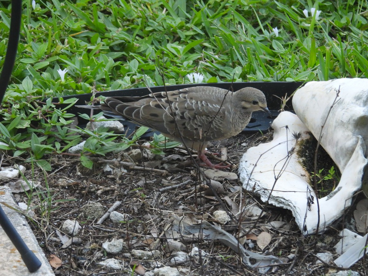 Mourning Dove - Denise Rychlik