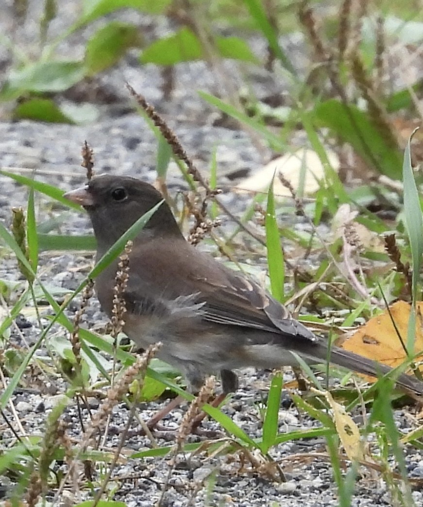 Junco ardoisé - ML623964448