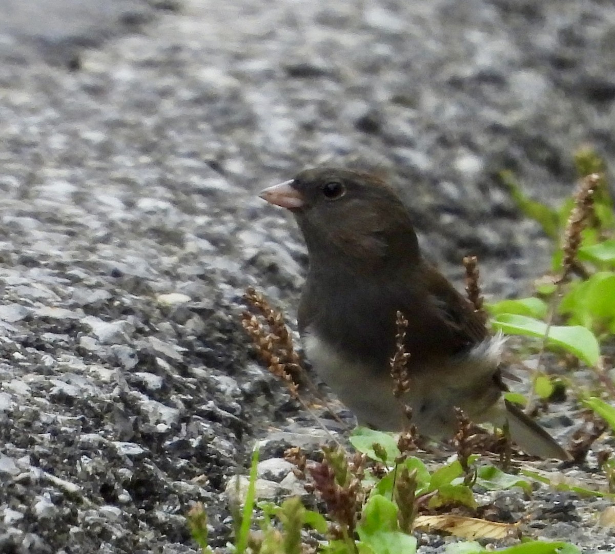 Junco ardoisé - ML623964449