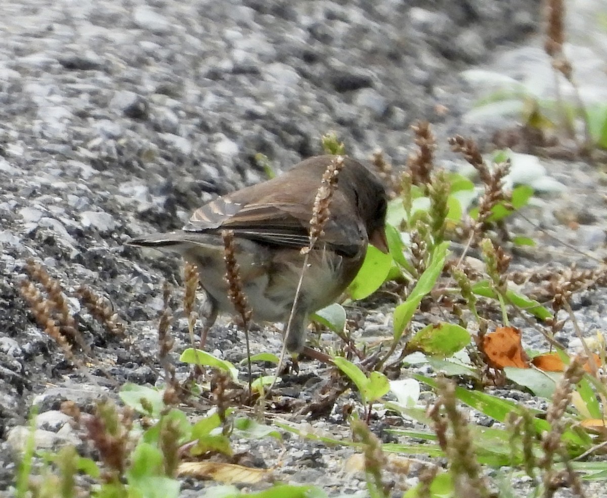 Junco ardoisé - ML623964450