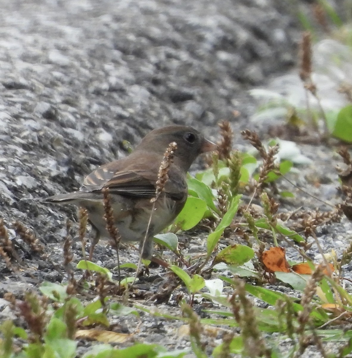 Junco Ojioscuro - ML623964451