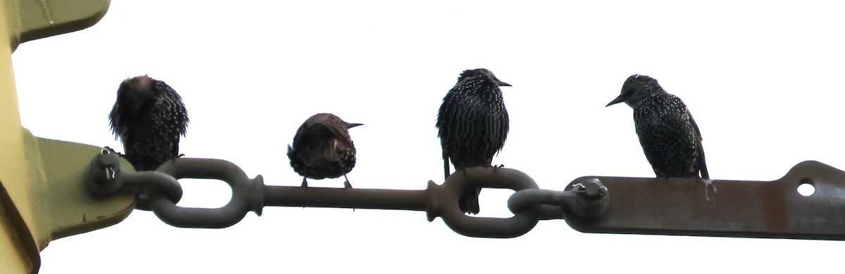 European Starling - ML623964476