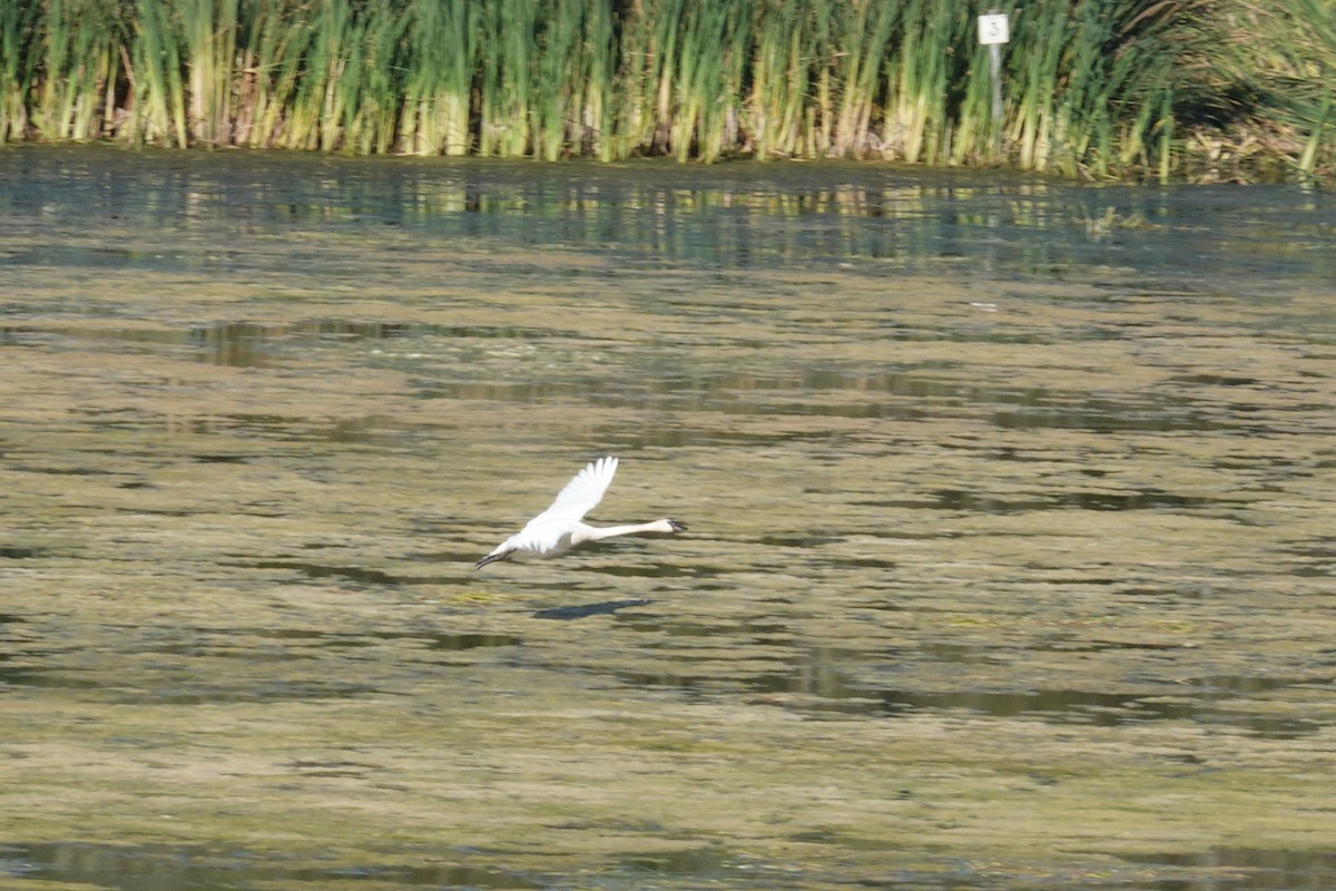 Trumpeter Swan - ML623964489